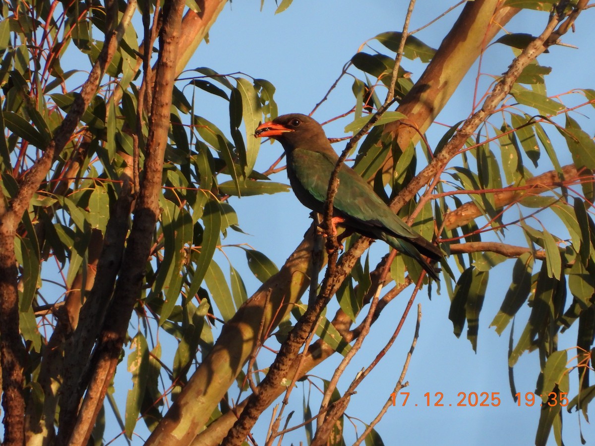 Rolle oriental - ML647098728