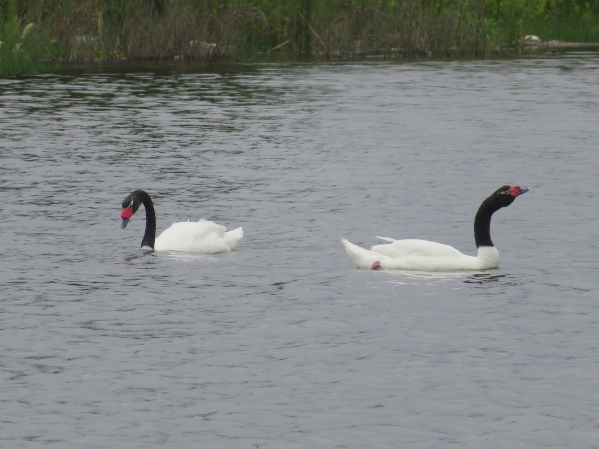 Cygne à cou noir - ML647098729