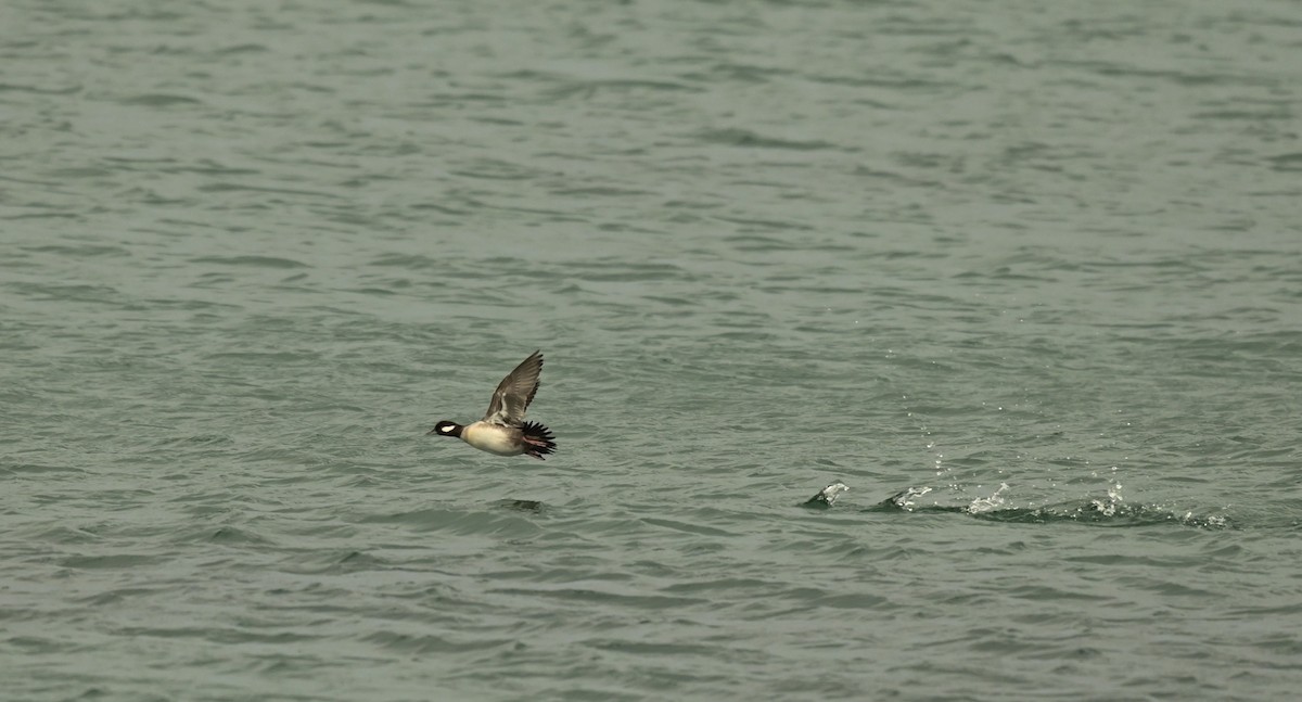 Petit Garrot - ML647098730