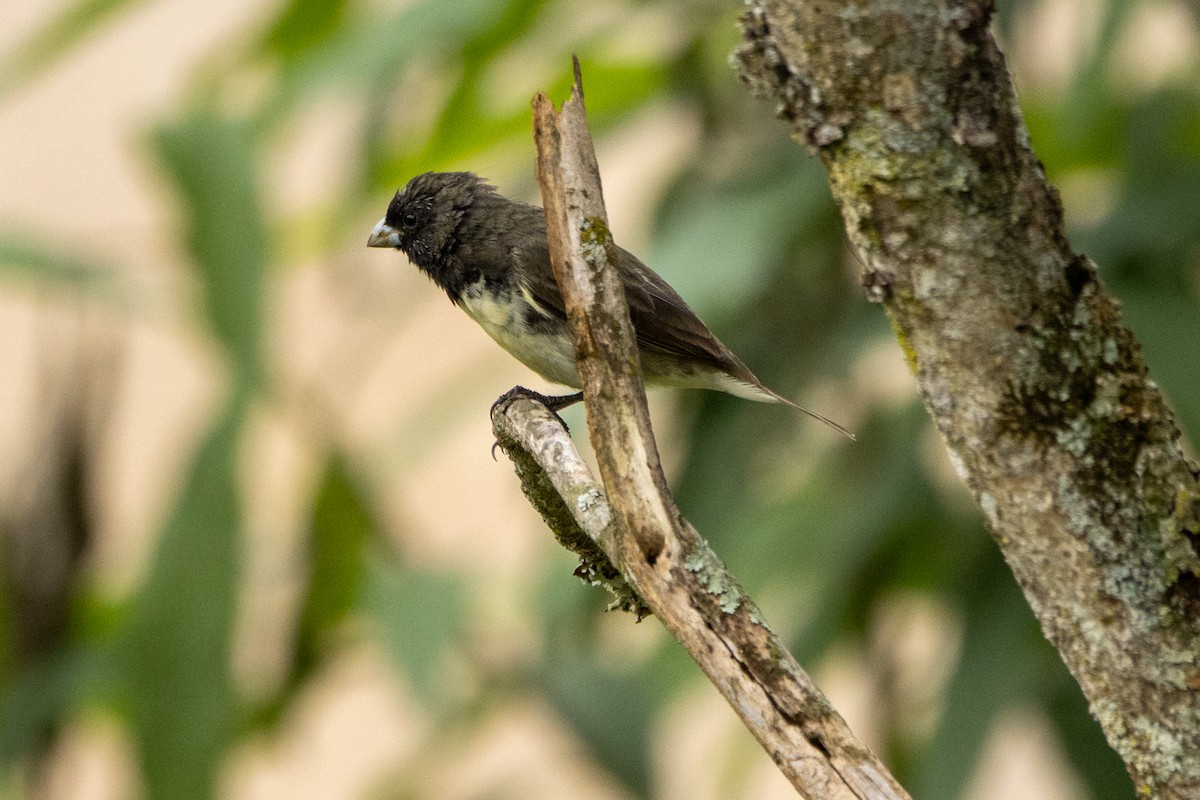 Sporophile à col double - ML647098732