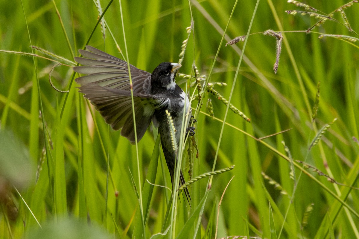 Sporophile à col double - ML647098733