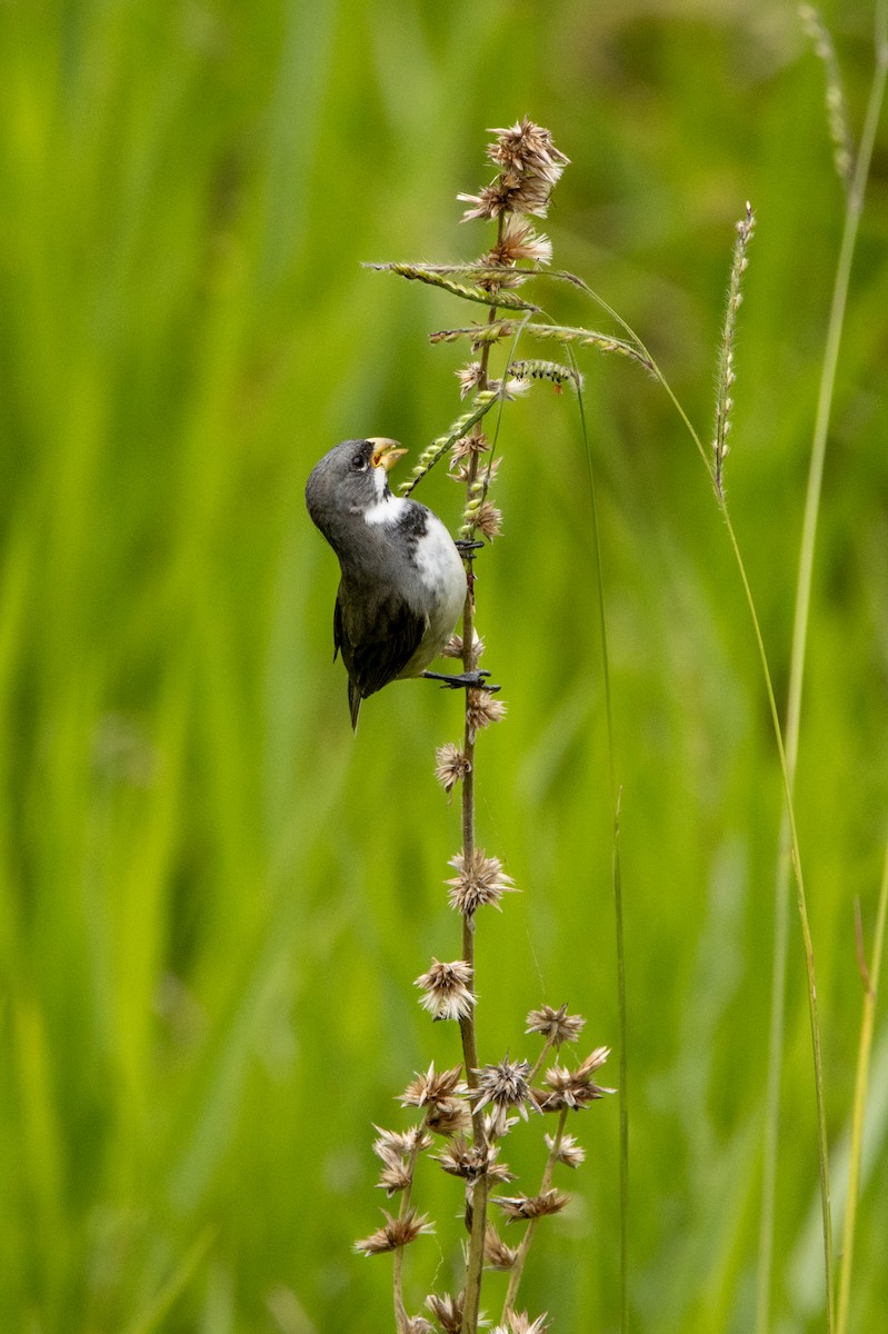 Sporophile à col double - ML647098734