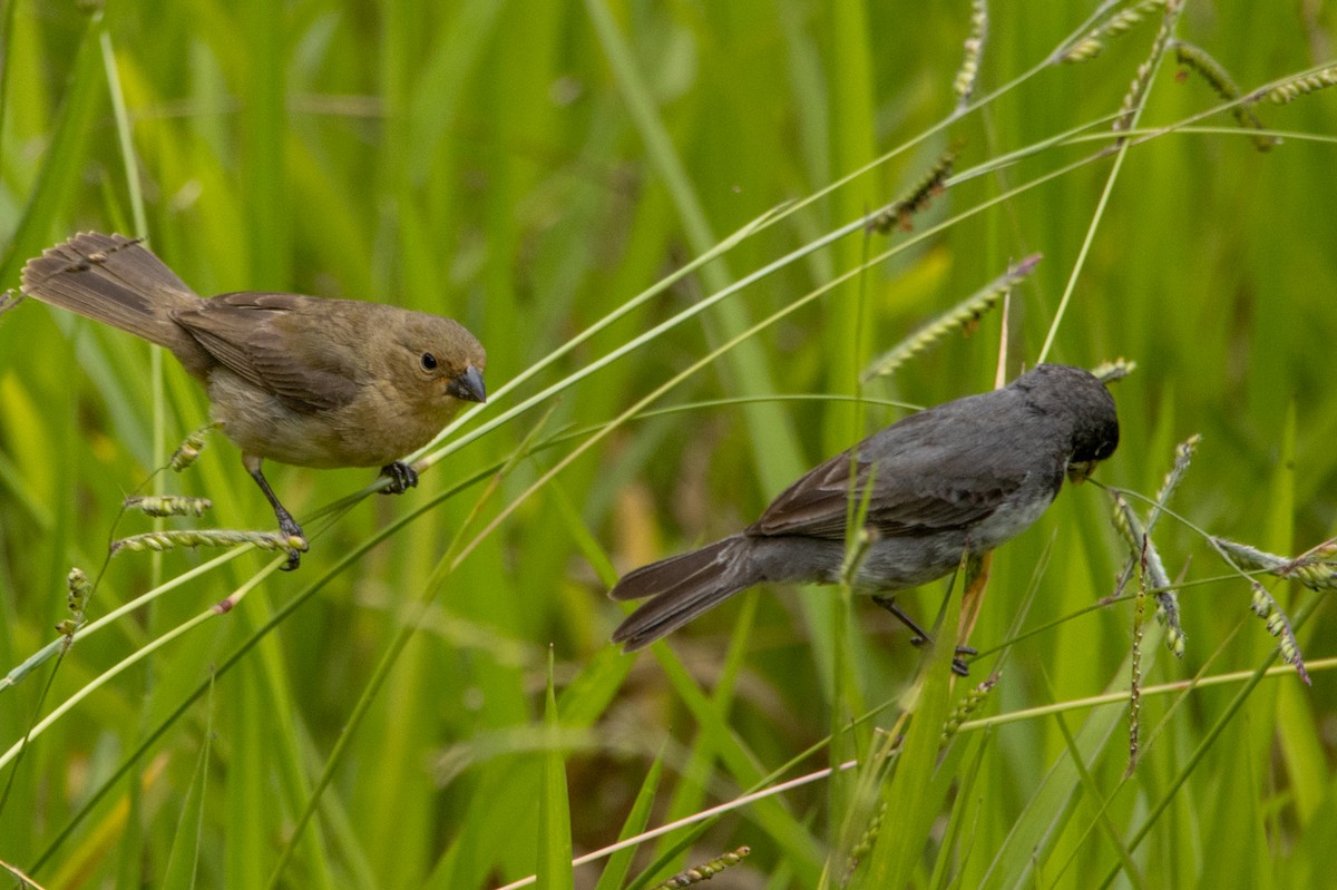 Sporophile à col double - ML647098735