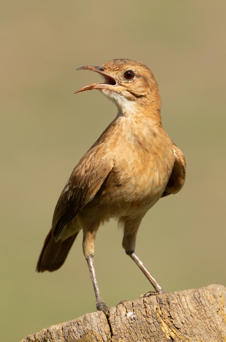 Fournier roux - ML647098736