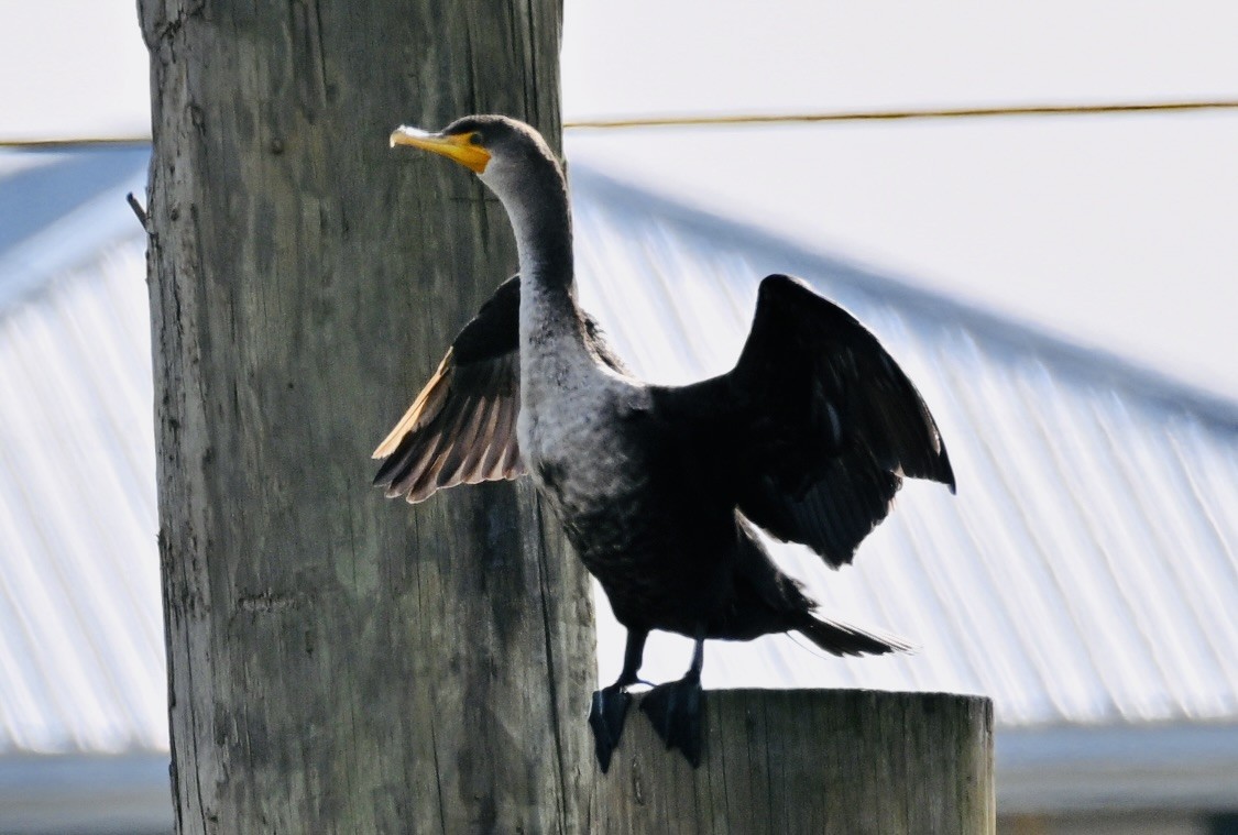 Cormoran à aigrettes - ML647098737