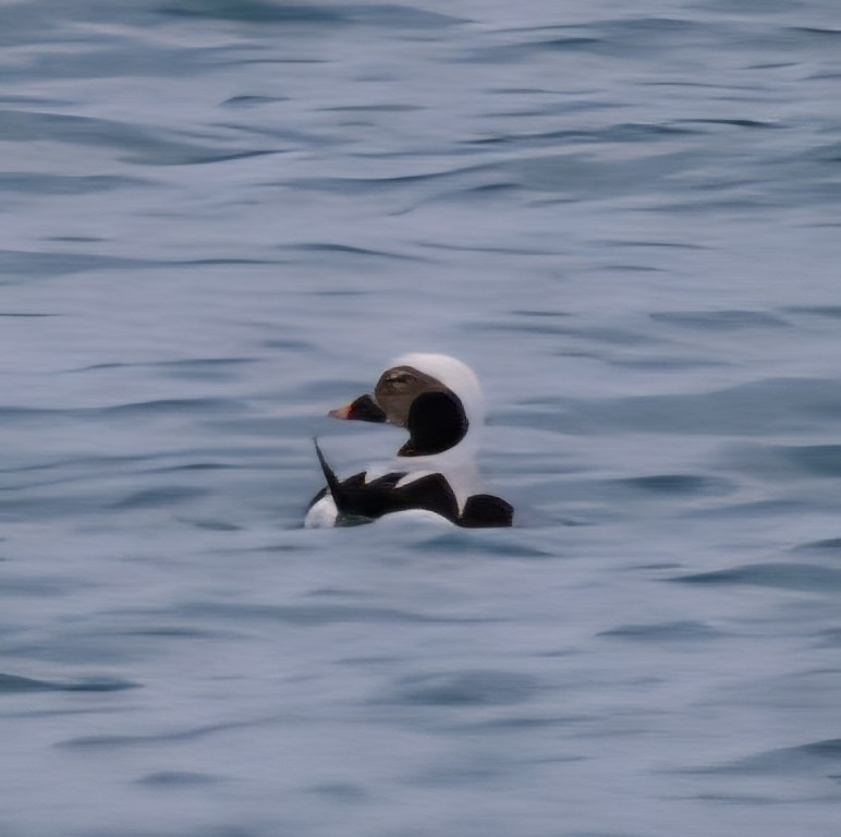 Harelde kakawi - ML647098738