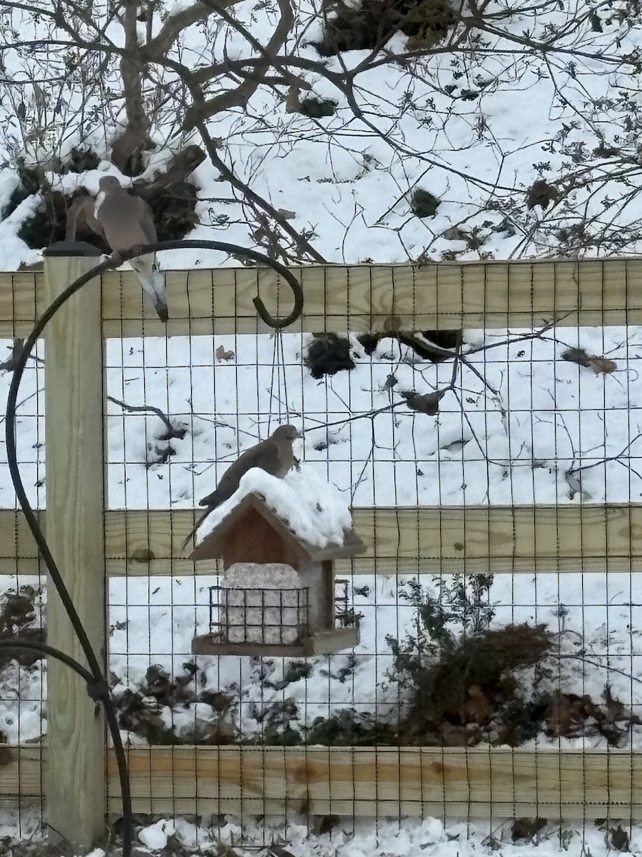 Tourterelle triste - ML647098739