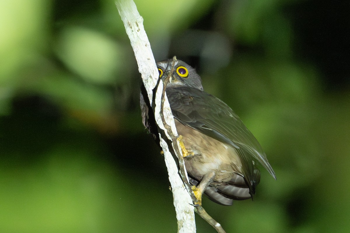 Ninoxe brune - ML647098740