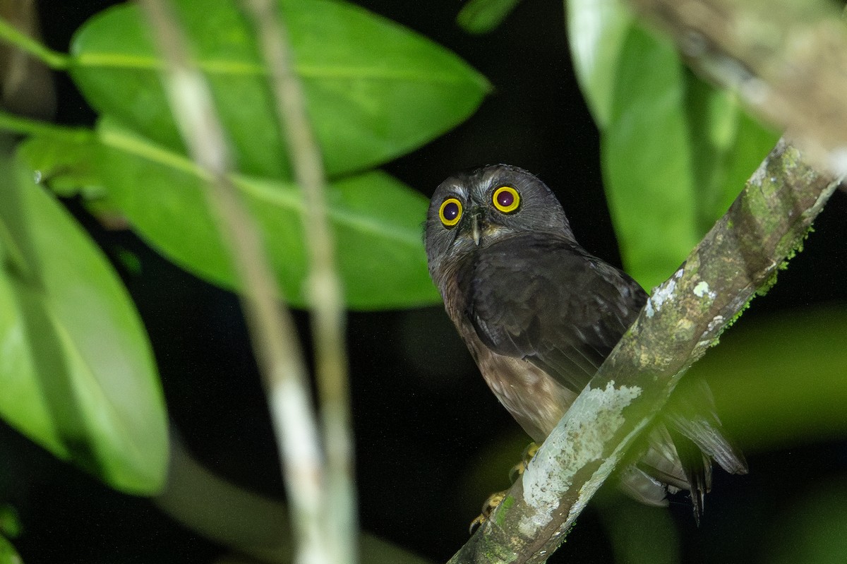 Ninoxe brune - ML647098741