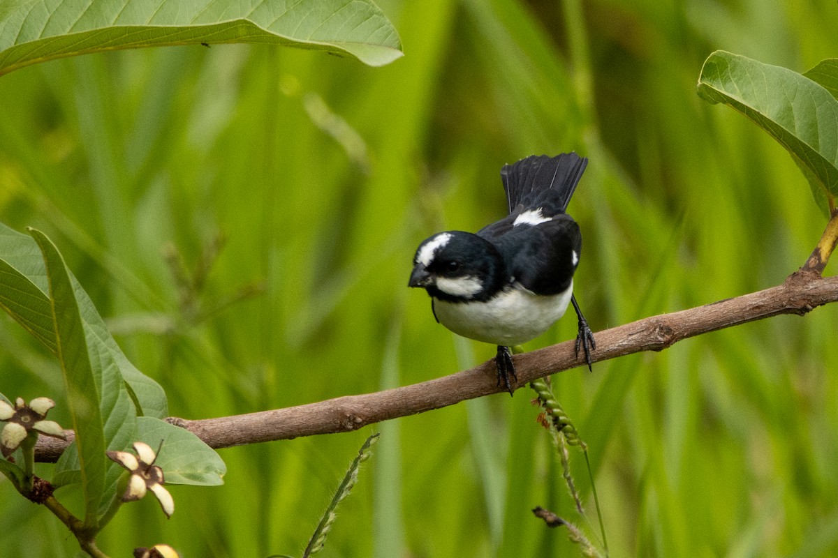 Sporophile bouveron - ML647098742