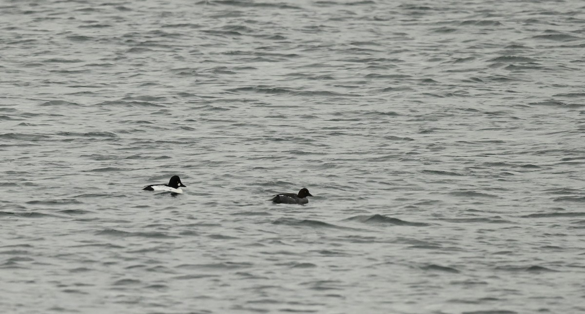 Garrot à oeil d'or - ML647098743