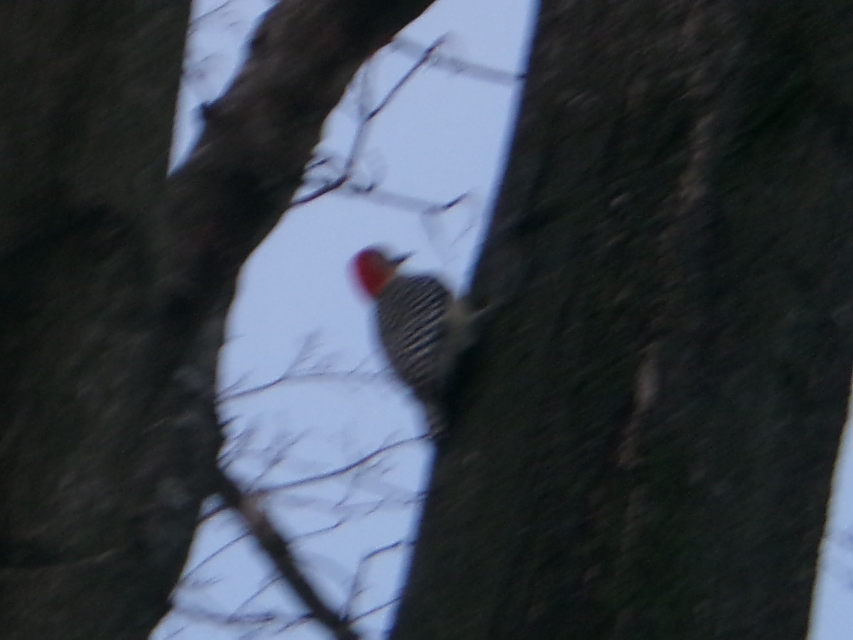 Pic à ventre roux - ML647098744