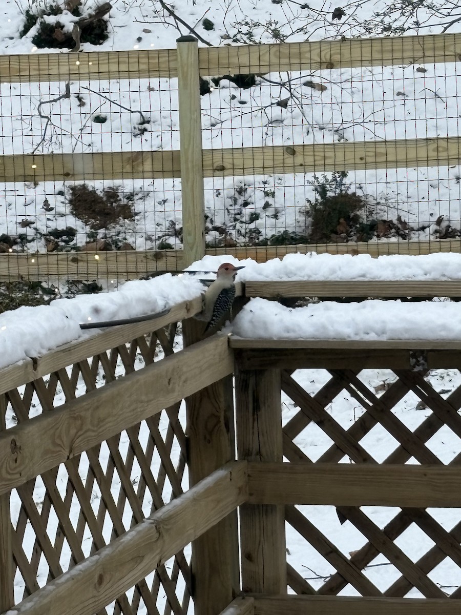 Red-bellied Woodpecker - ML647098745