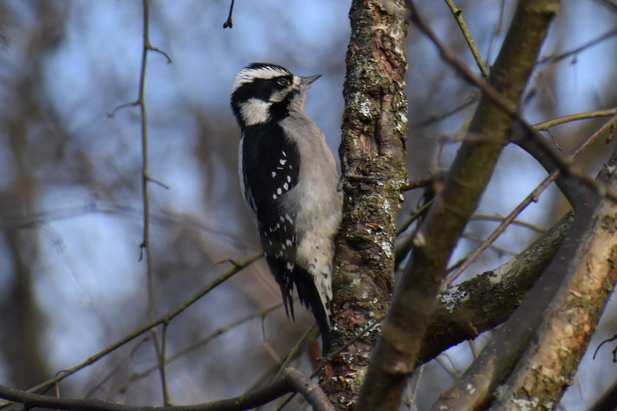 Pic mineur - ML647098746