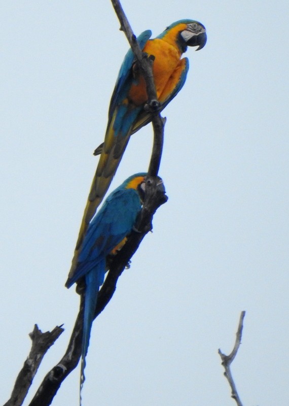 Blue-and-yellow Macaw - ML647098772