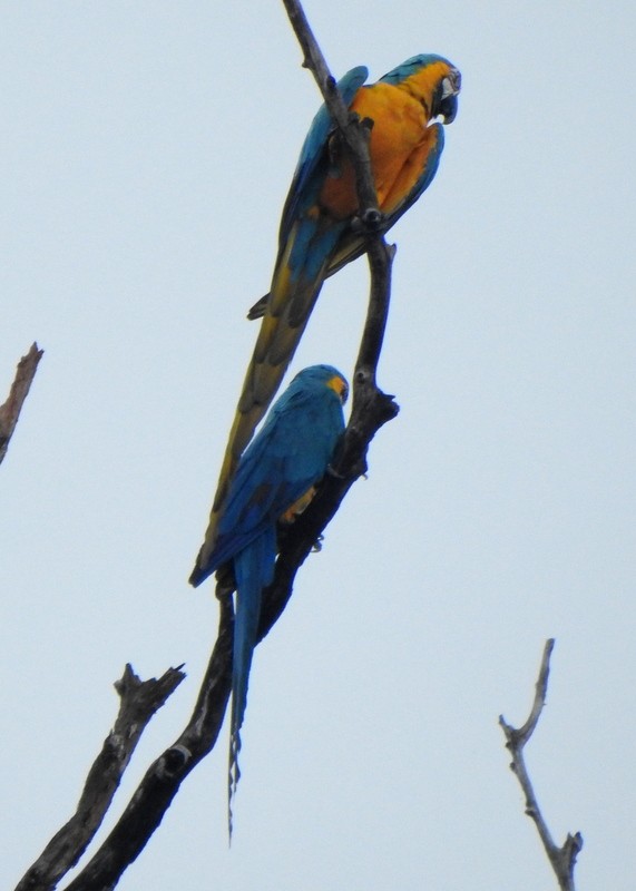Blue-and-yellow Macaw - ML647098773