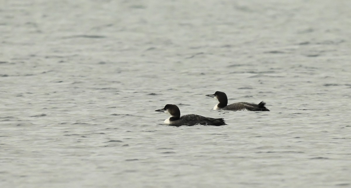 Common Loon - ML647098791