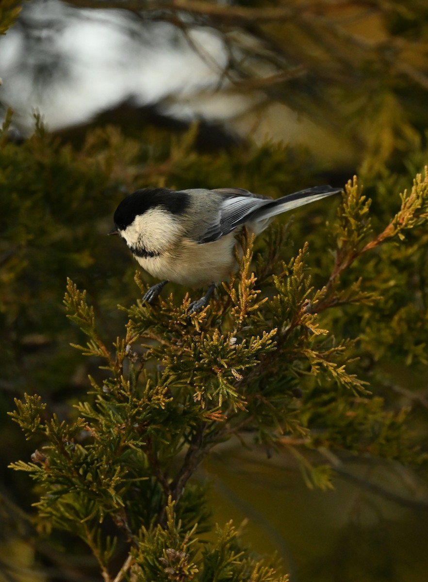 amerikameis - ML647098799