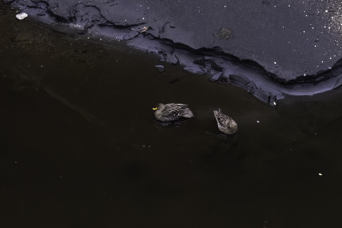 Yellow-billed Pintail - ML647098800