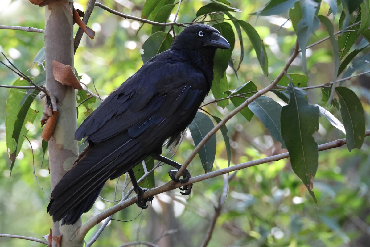 Torresian Crow - ML647098801