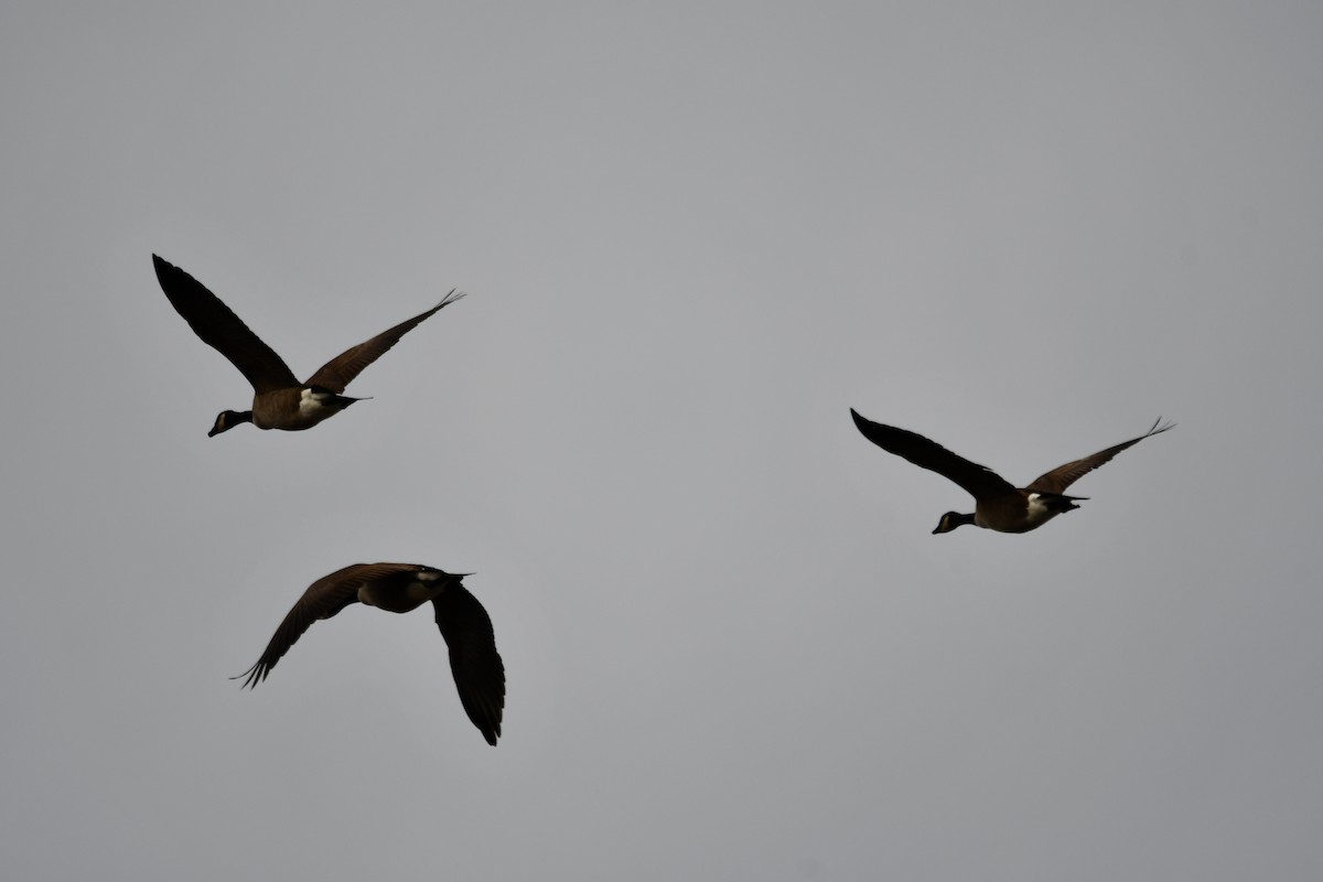 ברנטה קנדית - ML647098811