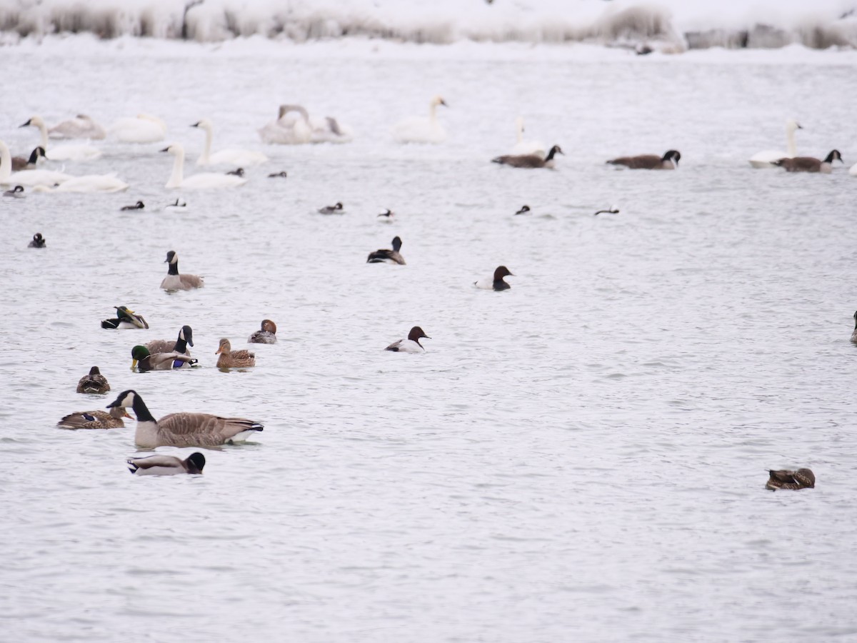 Canvasback - ML647098815