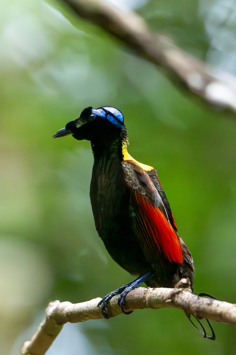 Wilson's Bird-of-Paradise - ML647098823