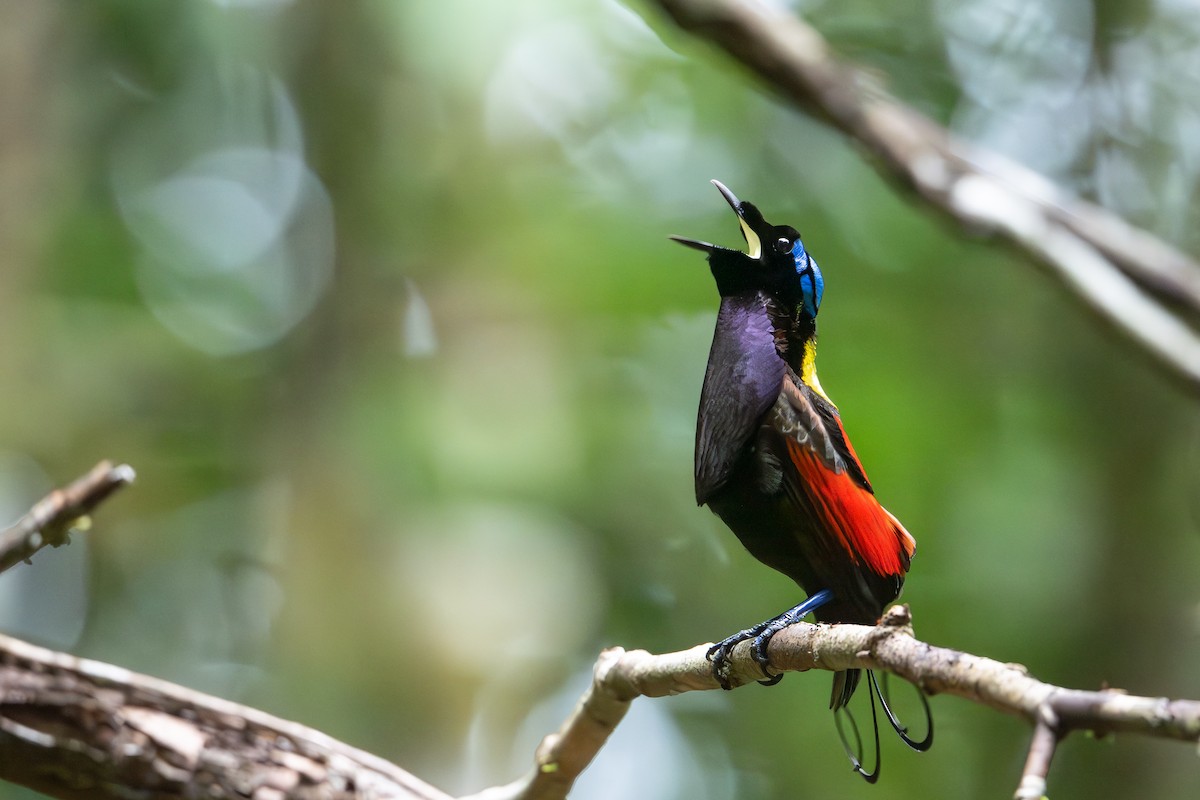 Wilson's Bird-of-Paradise - ML647098824