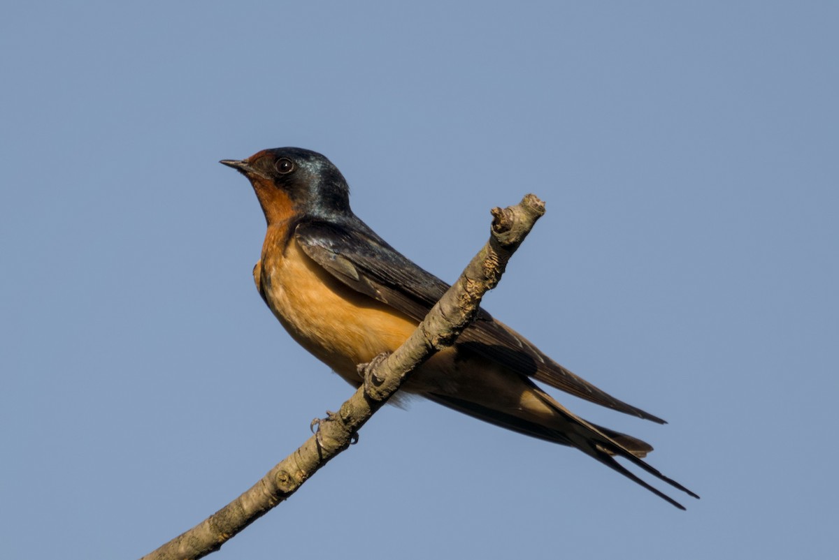 家燕 - ML647098825