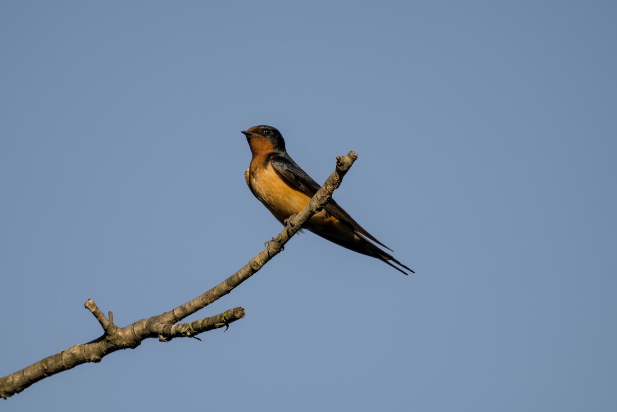 家燕 - ML647098826