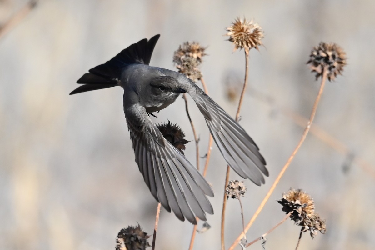 Say's Phoebe - ML647098827