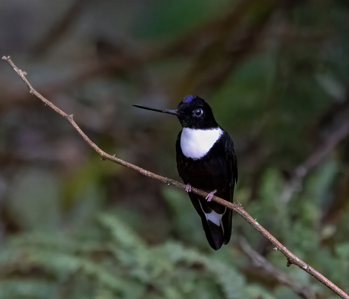 Collared Inca - ML647098828