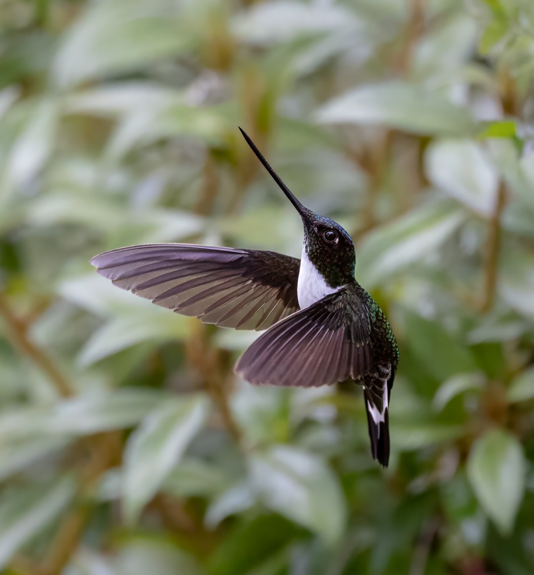Collared Inca - ML647098829
