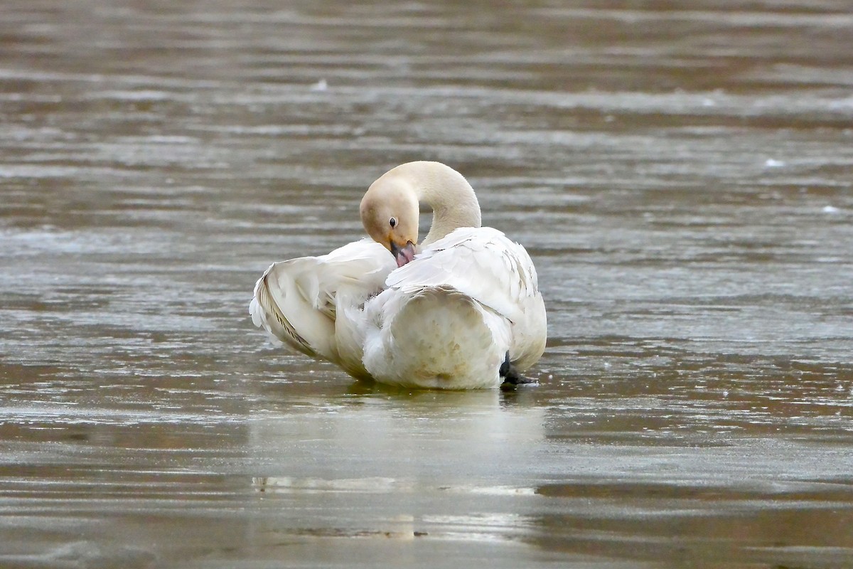 小天鵝 - ML647098831