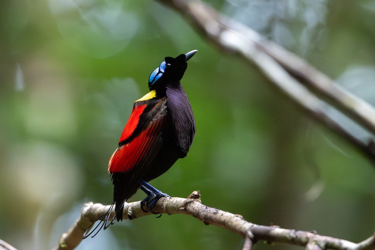 Wilson's Bird-of-Paradise - ML647098832