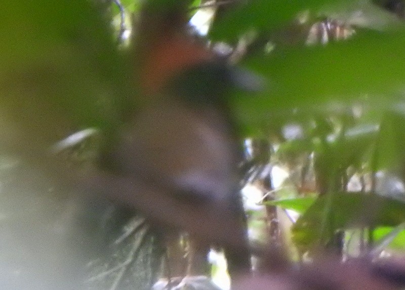 Rufous-capped Antthrush - ML647098833