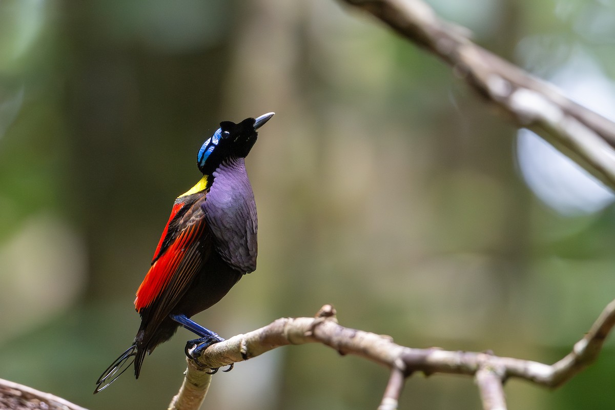 Wilson's Bird-of-Paradise - ML647098834