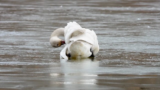 小天鵝 - ML647098835