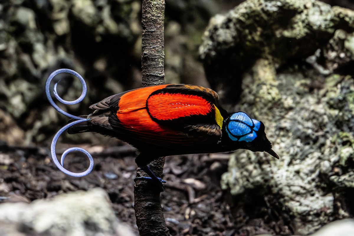 Wilson's Bird-of-Paradise - ML647098836