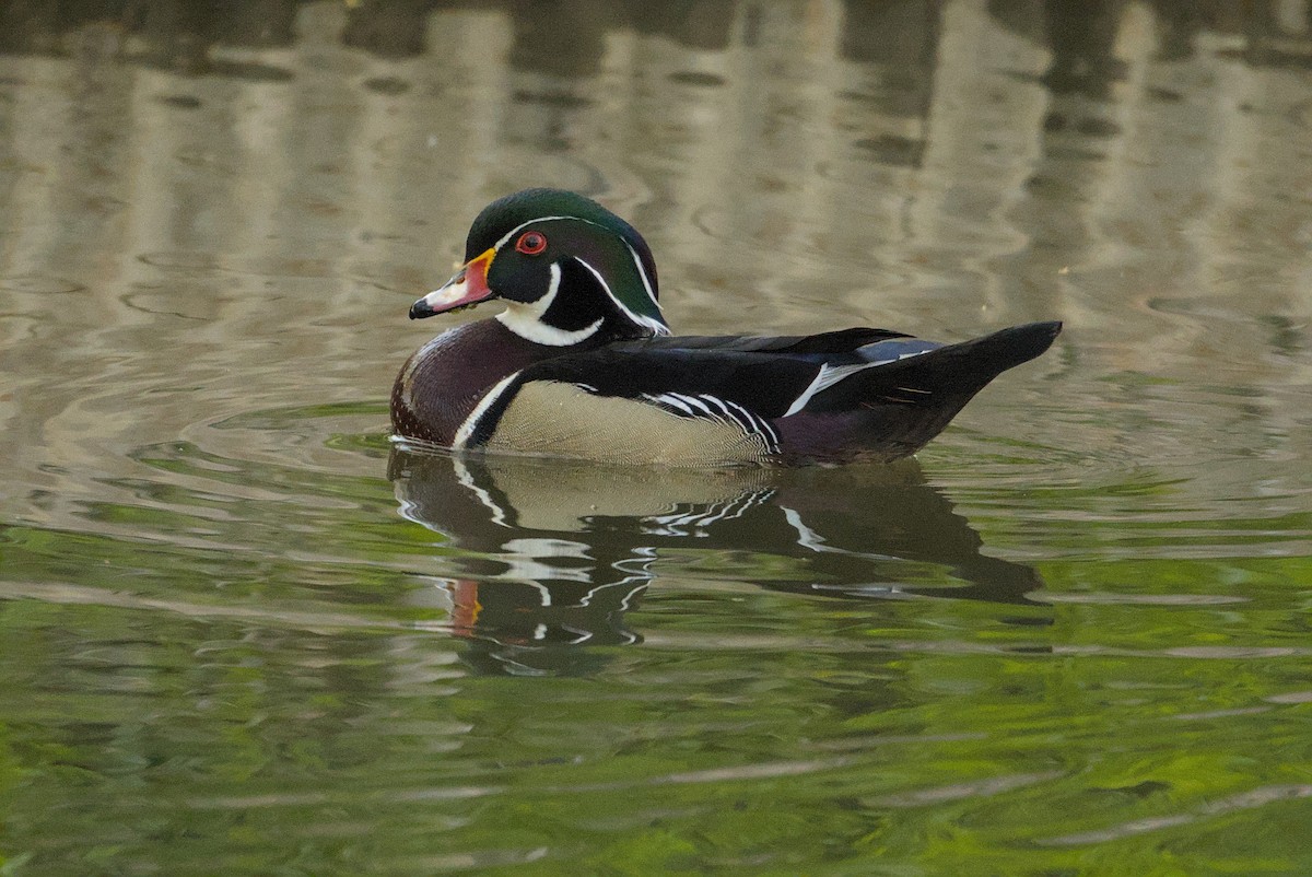 美洲鴛鴦 - ML647098857