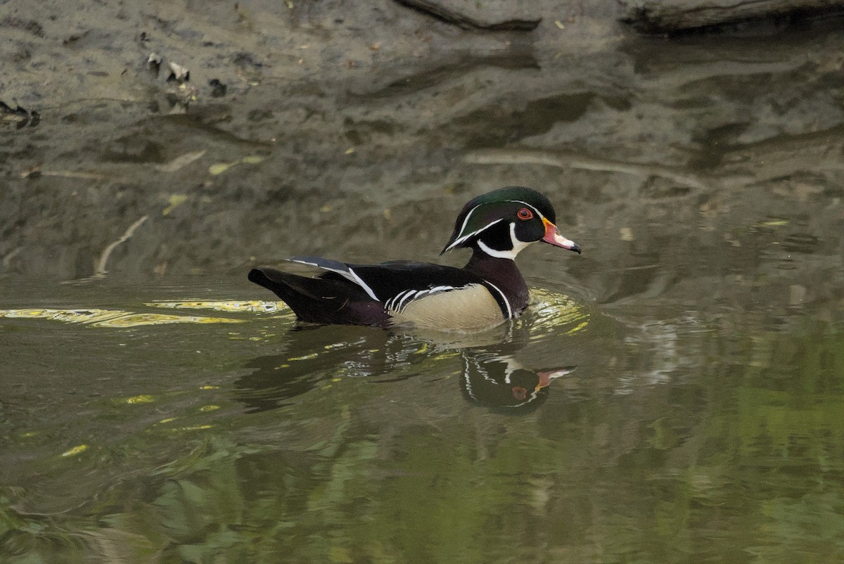 美洲鴛鴦 - ML647098859