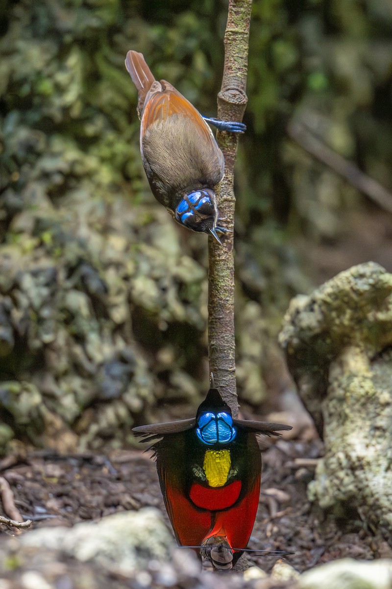 Wilson's Bird-of-Paradise - ML647098861