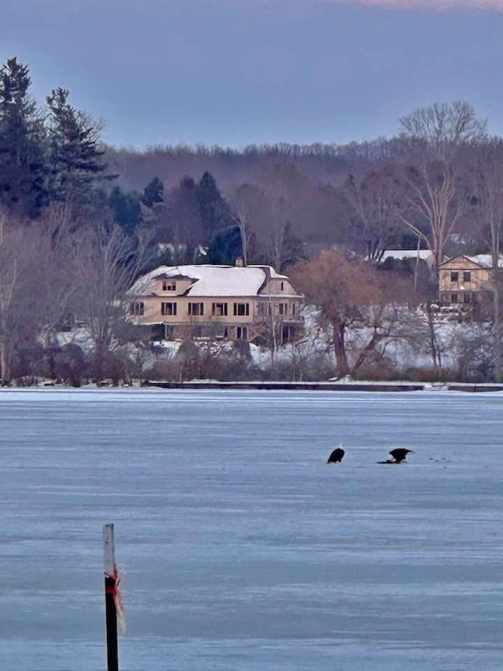 Bald Eagle - ML647098862