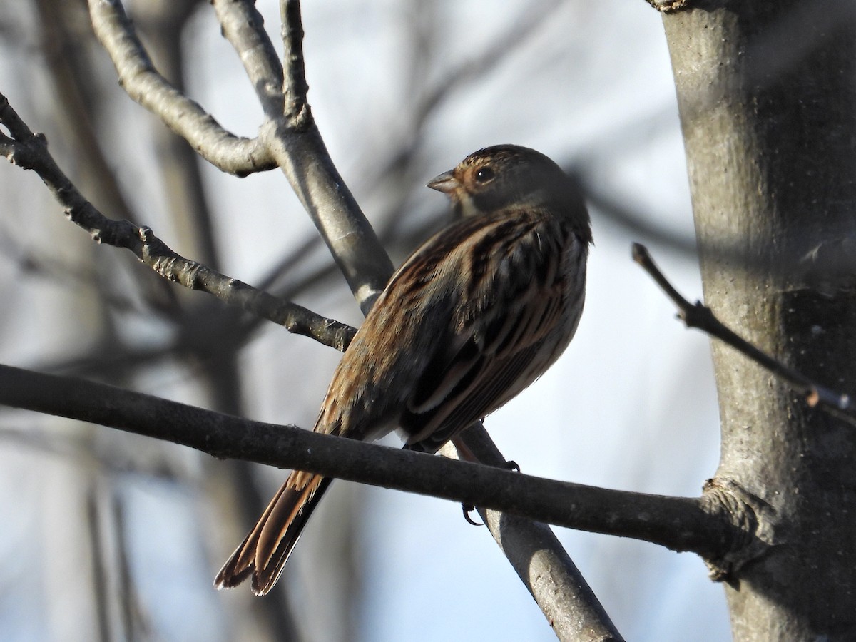 蘆鵐 - ML647098863