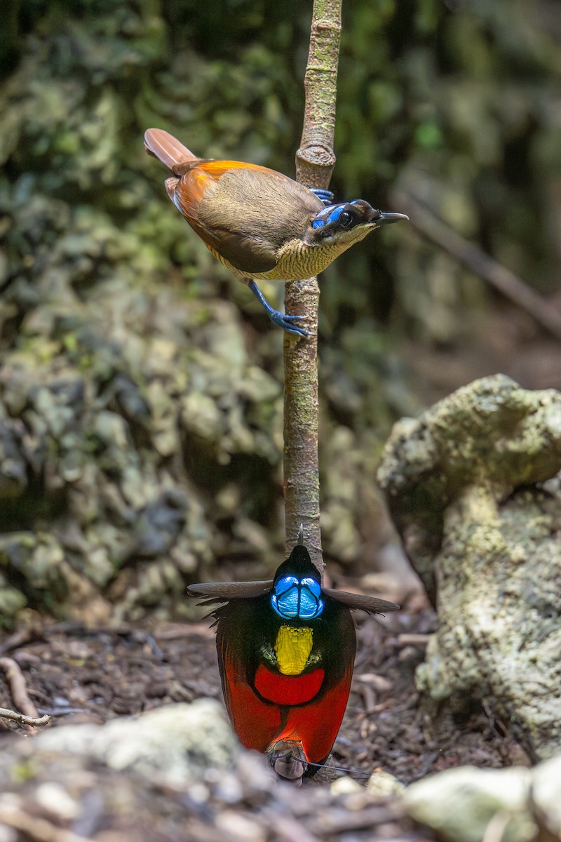 Wilson's Bird-of-Paradise - ML647098864