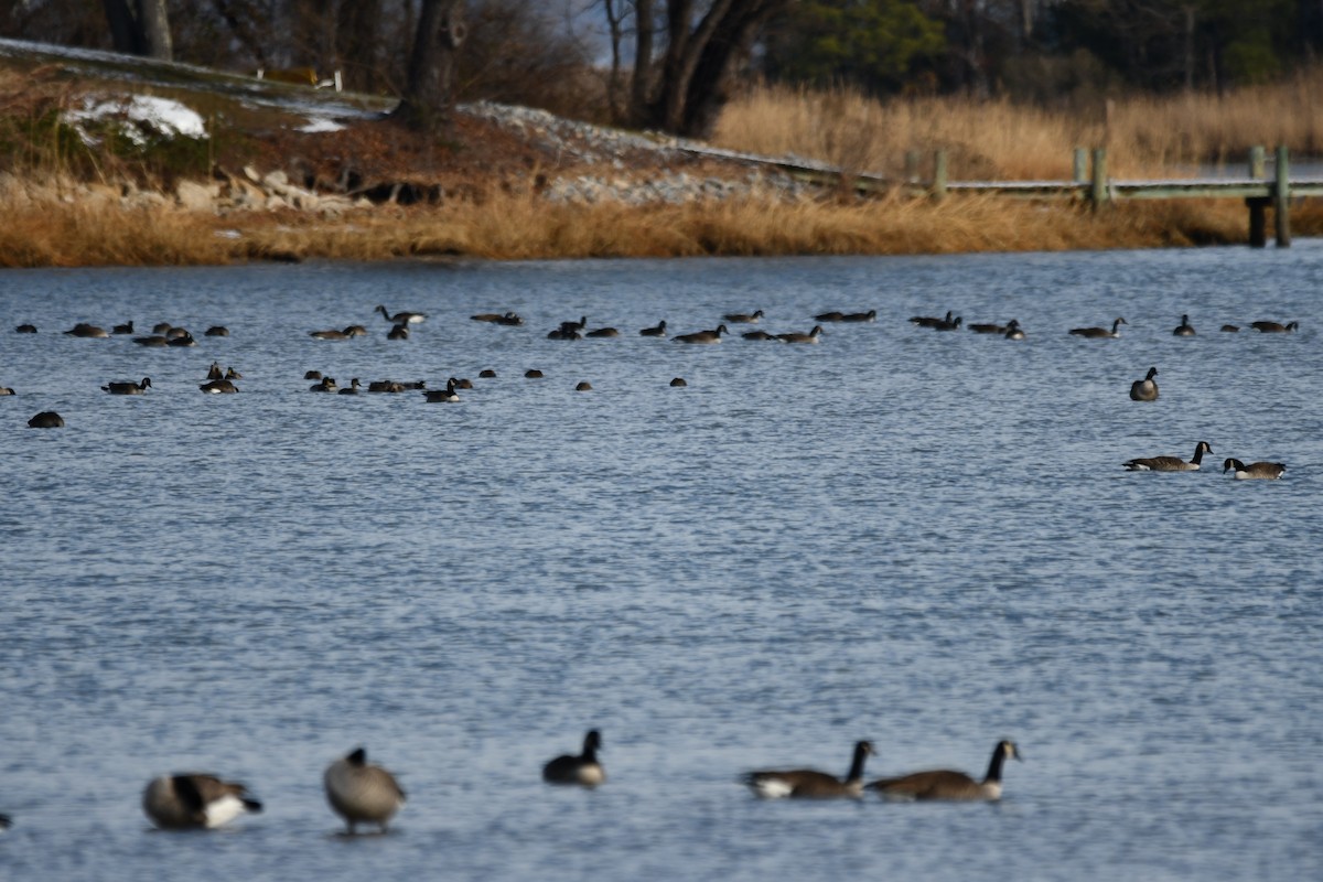 Canada Goose - ML647098865