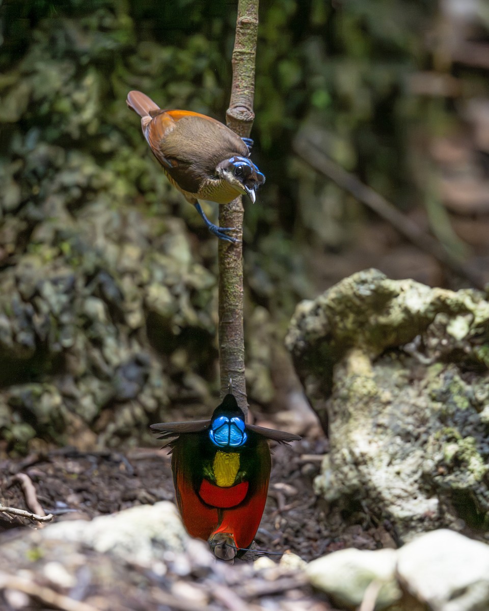 Wilson's Bird-of-Paradise - ML647098866