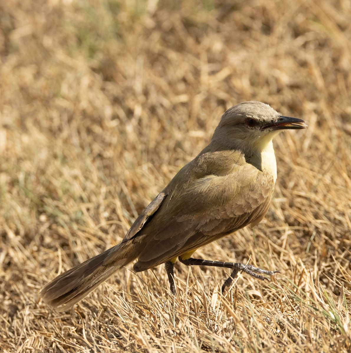 Cattle Tyrant - ML647098867