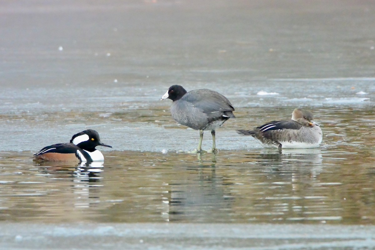 Hooded Merganser - ML647098868