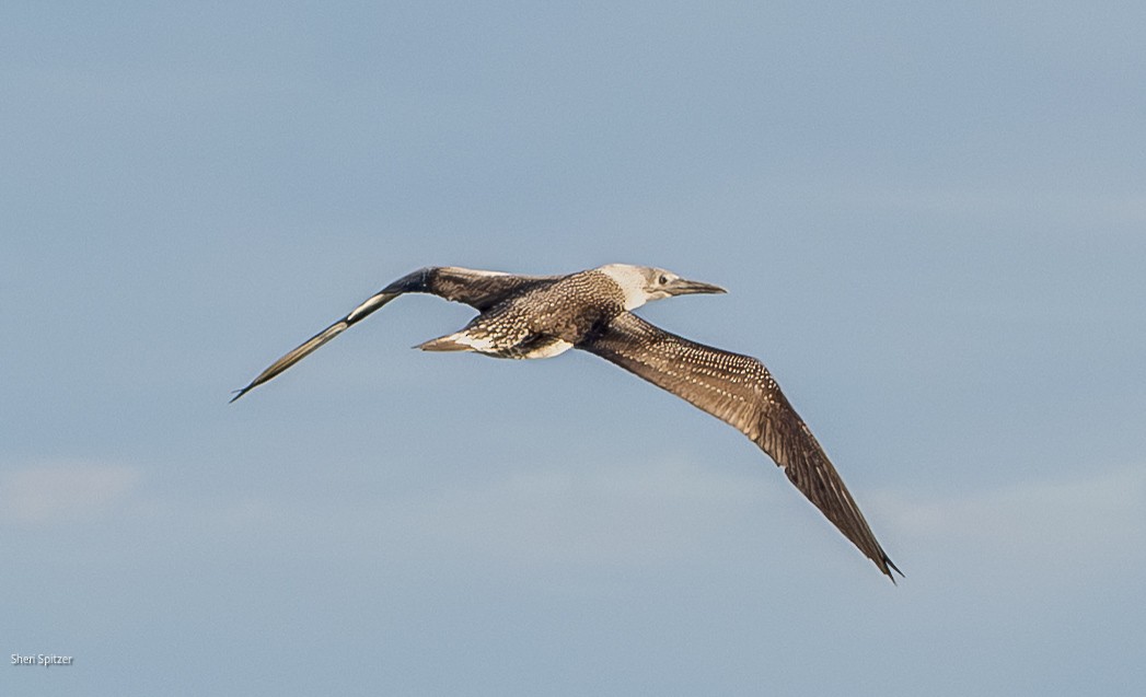 Northern Gannet - ML647098869